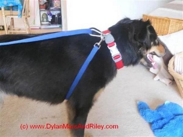How To Make A No Pull Dog Harness