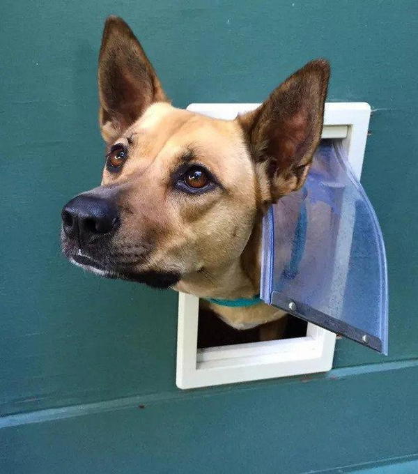 How to Make a Doggie Door Burglar Proof