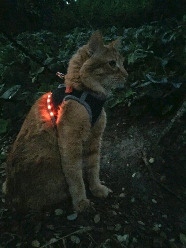 LED Cat Harness