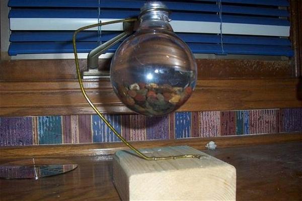 Light Bulb Shrimp Aquarium