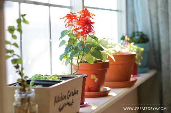 Removable Window Shelf For Plants