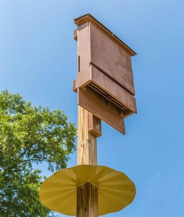 Tips On Building A Bat House