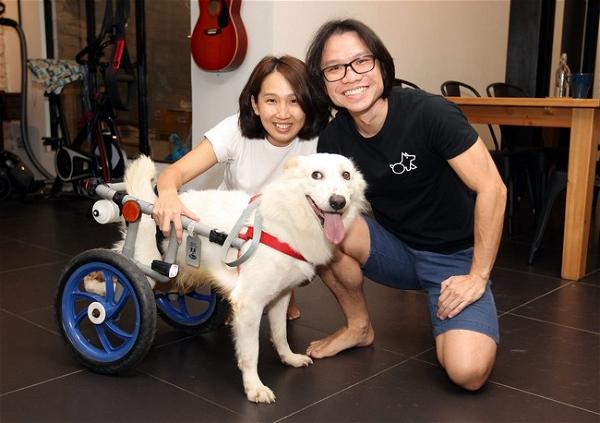Wheelchair Gives Disabled Dogs A New Lease On Life