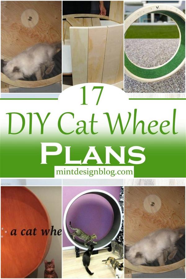 diy cat wheel