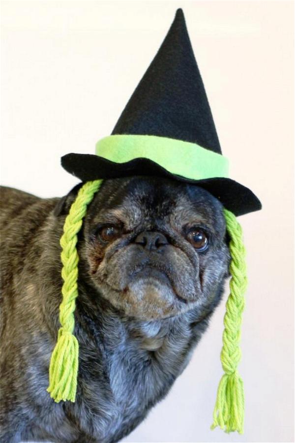 DIY Witch Hat For Dog
