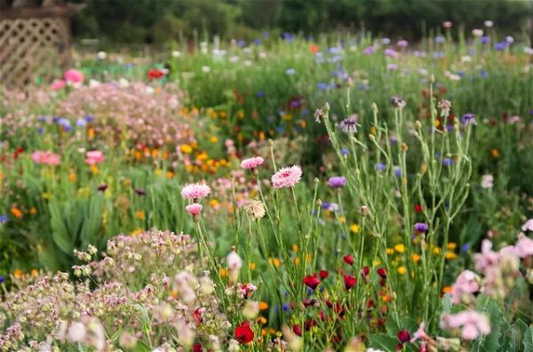 Wildflower Gardening Idea To DIY