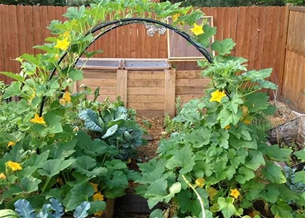 Squash Arch For Lawn Garden Decor