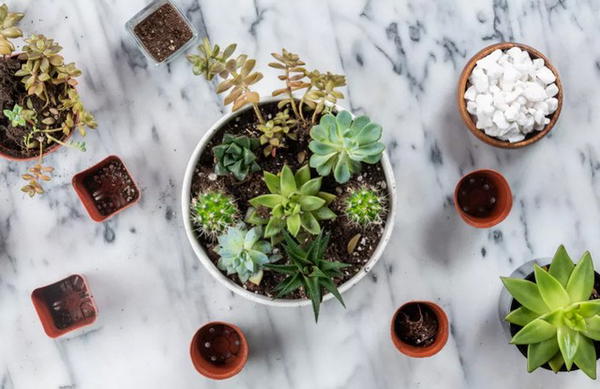 Succulent Container Garden Plan