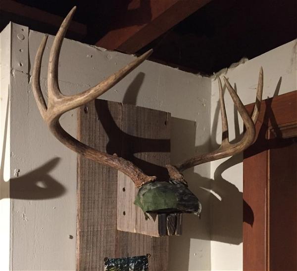 DIY Antler Mounts