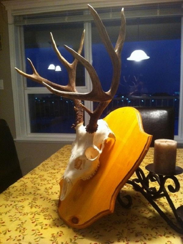 DIY Low-Cost European Deer Skull Mount