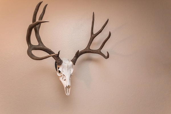 DIY Taxidermy European Skull Mount