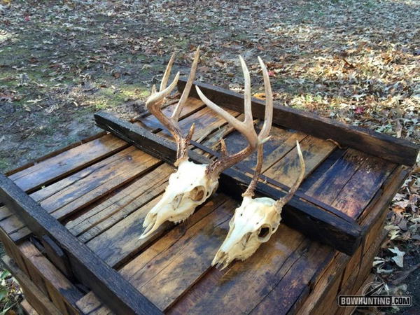 How To Do A European Deer Mount